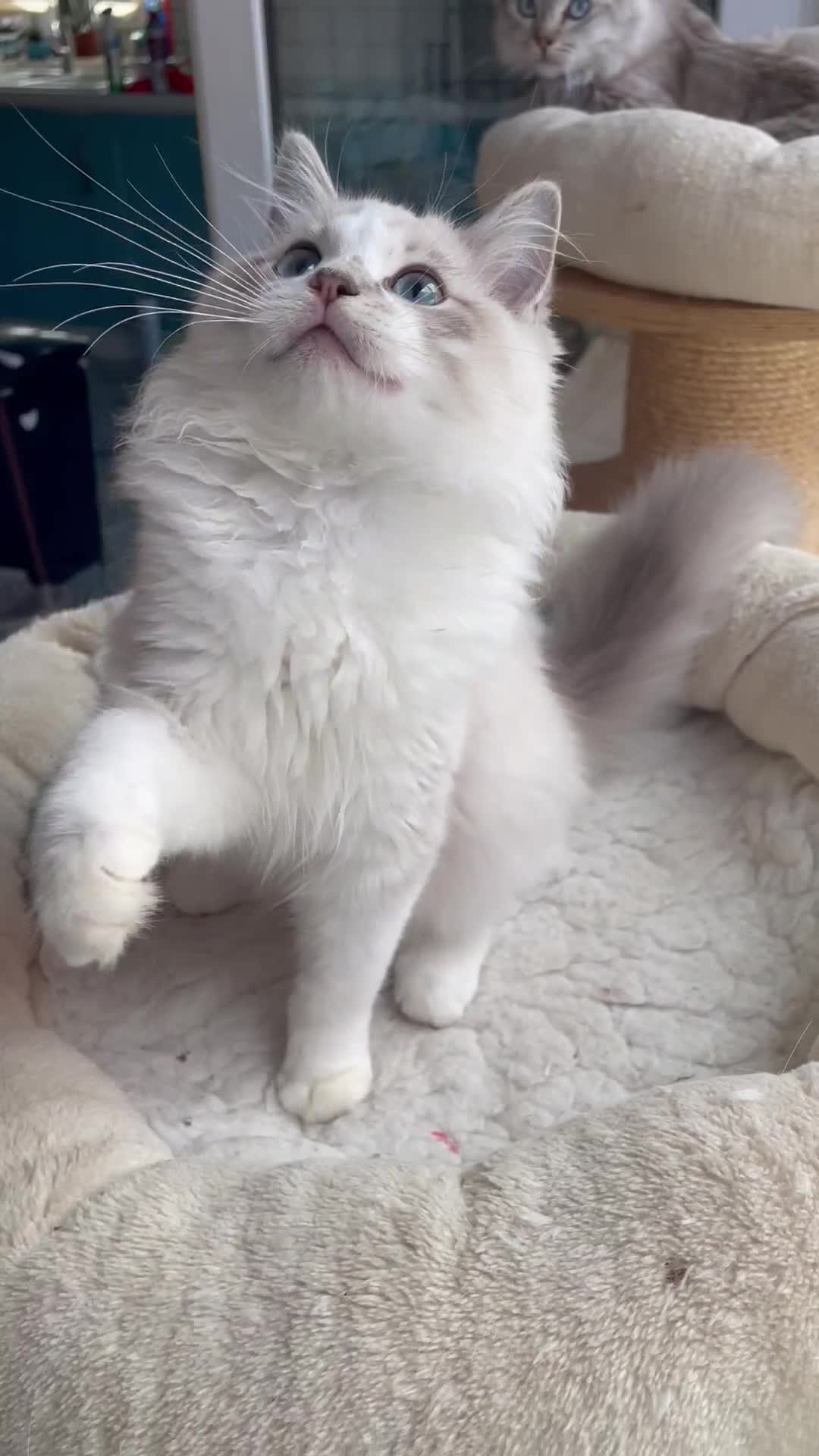 Ragdoll cats for sale: TICA registered mink and traditional ragdolls - Video 2