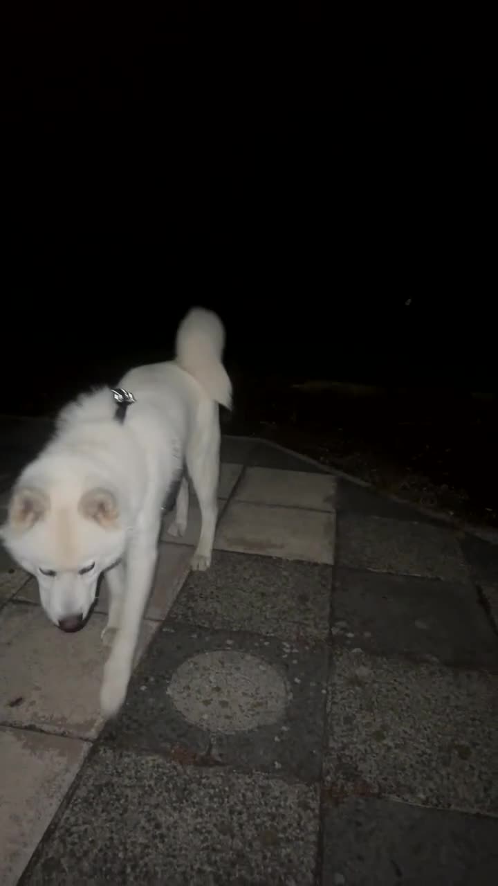 Akita dogs for sale: Japanese Akita in Batley - Video 2