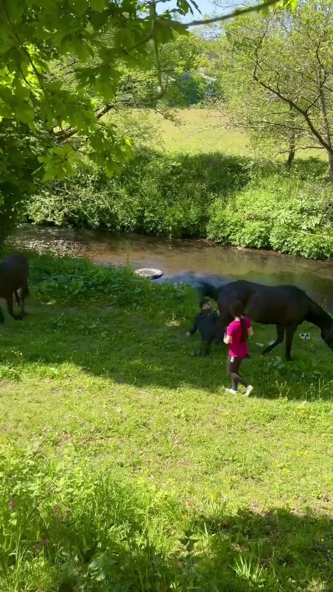 Irish Thoroughbred horses for sale: Thoroughbred and Dartmoor for sale - Video 3