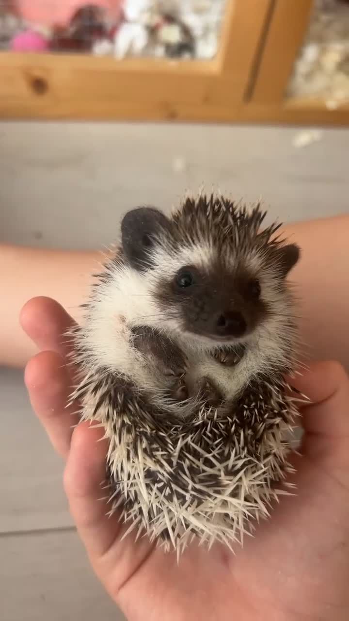 Pygmy Hedgehog rodents for sale: Absolutely stunning pinto quad mask - Video 3
