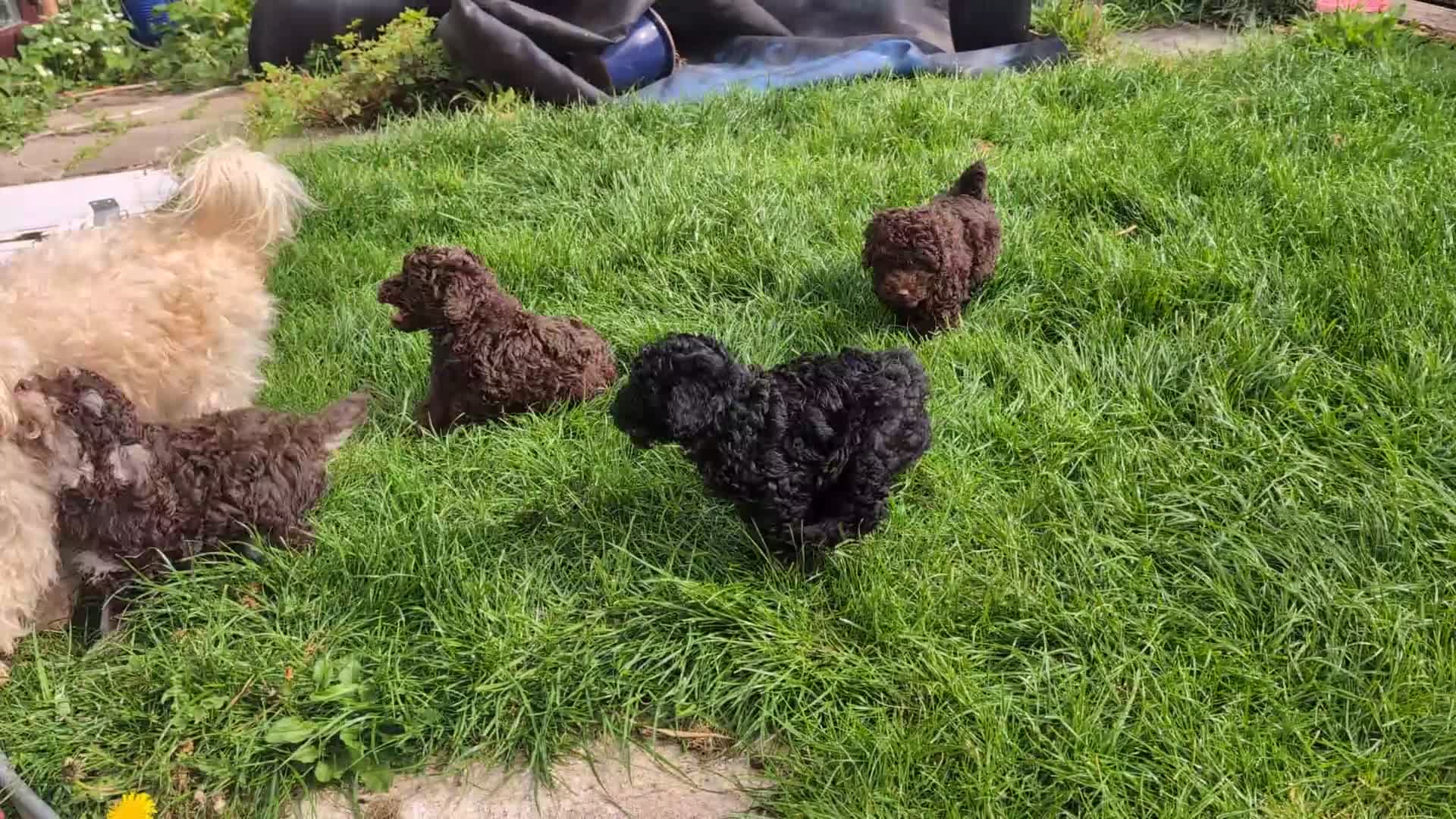 Labradoodle dogs for sale: 🐾Quality F1BB Mini Labradoodle Pups🐾  - Video 1