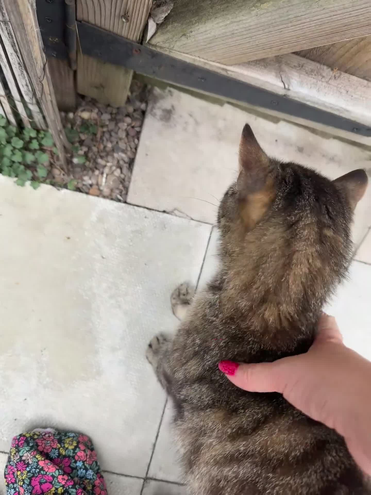 Mixed Breed cats for sale: Loving family male cat looking for forever home - Video 1