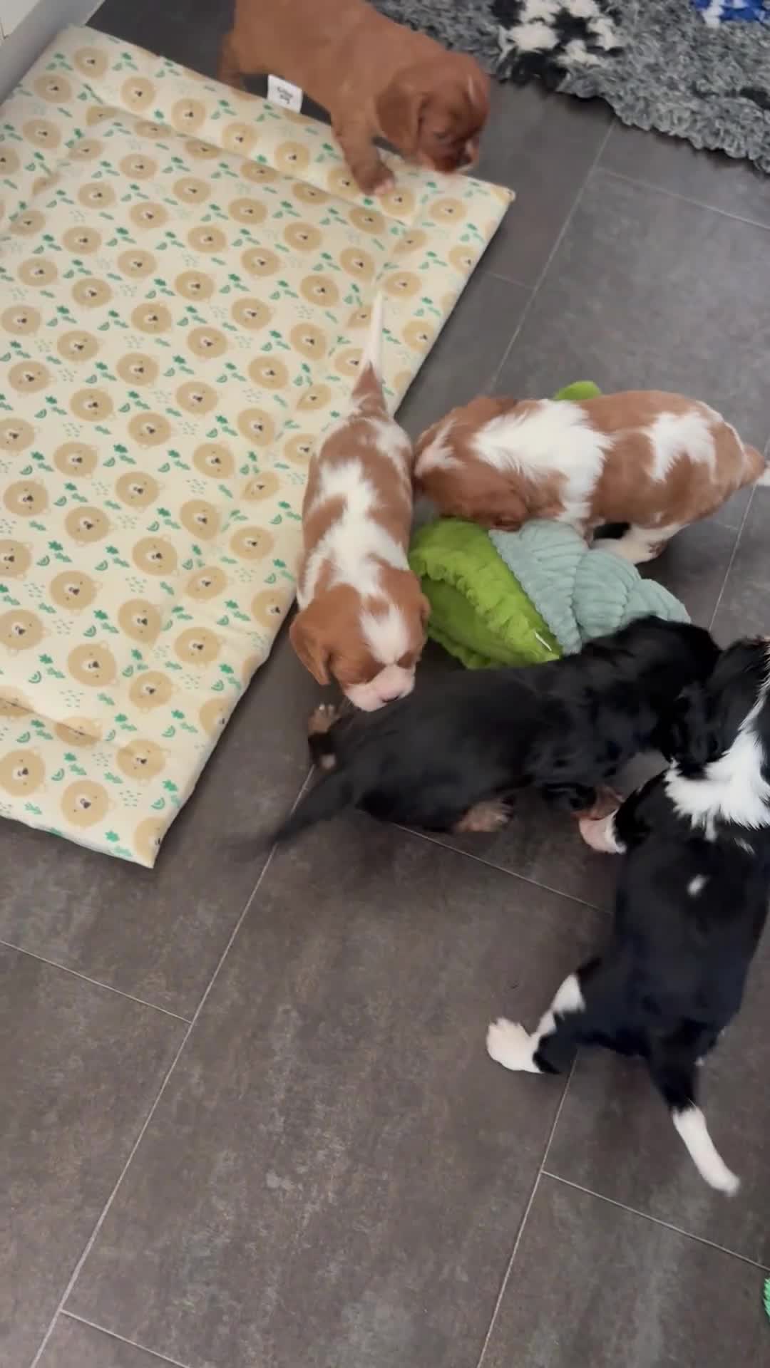 Cavalier King Charles Spaniel dogs for sale: KC registered parents/DNA tested. - Video 2