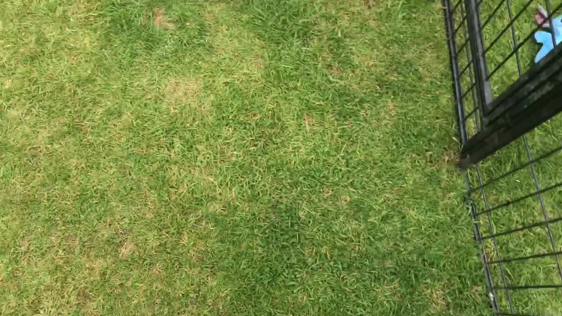 Mixed Breed dogs for sale: Comfort Retriever 5* breeder  in Whitchurch - Video 2