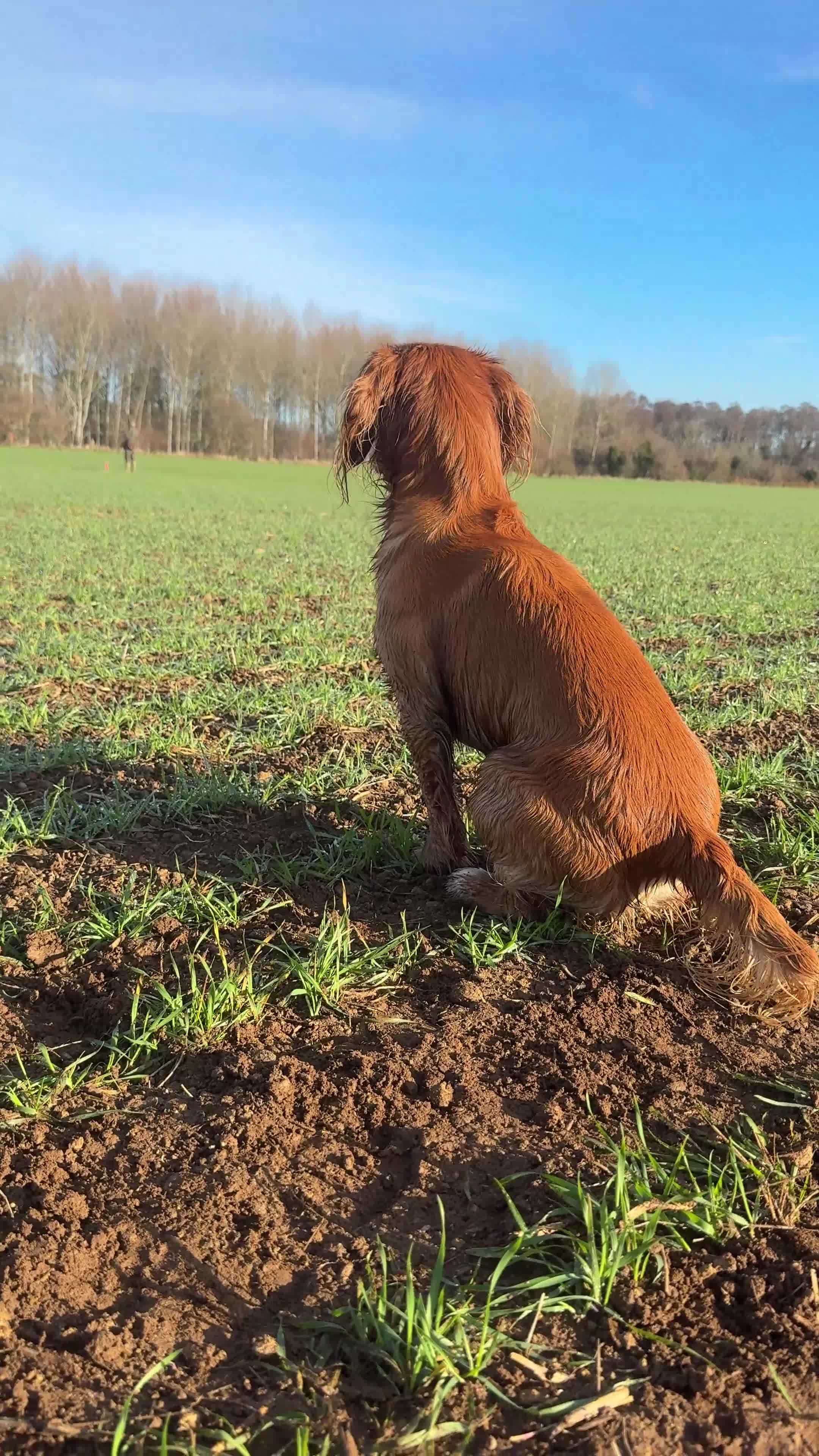 Cocker Spaniel dogs for stud: Working Gun Dog Stud  - Video 1