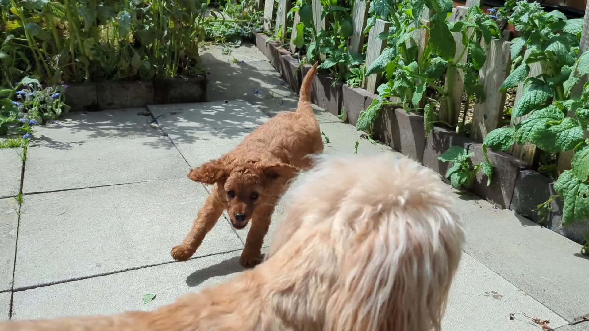 Cavapoo dogs for sale: All puppies reserved. - Video 2