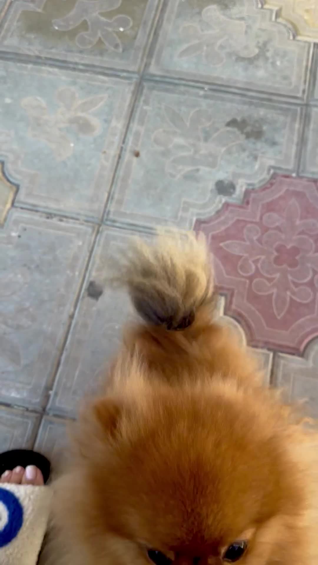 Pomeranian dogs for sale: 2 kg teddy bear boy looking for home🏡 - Video 2