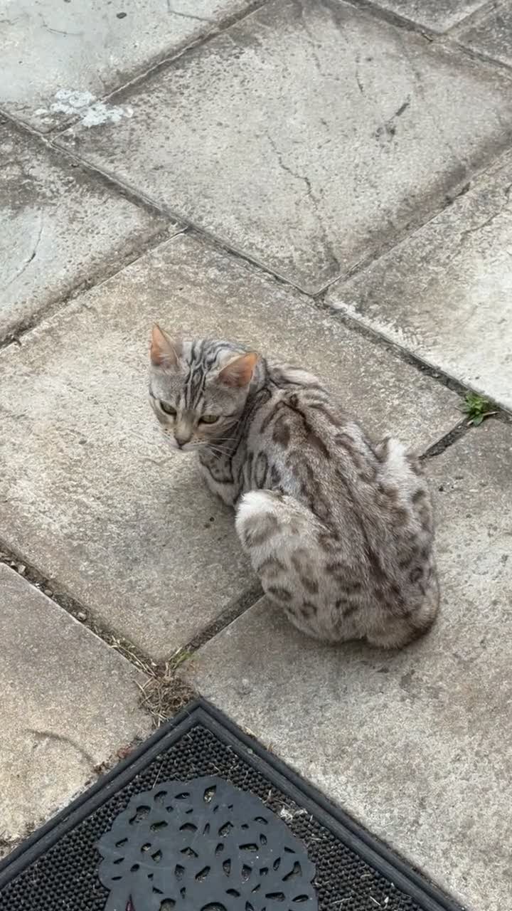 Bengal cats for sale: Mother and baby bengal ready now - Video 2