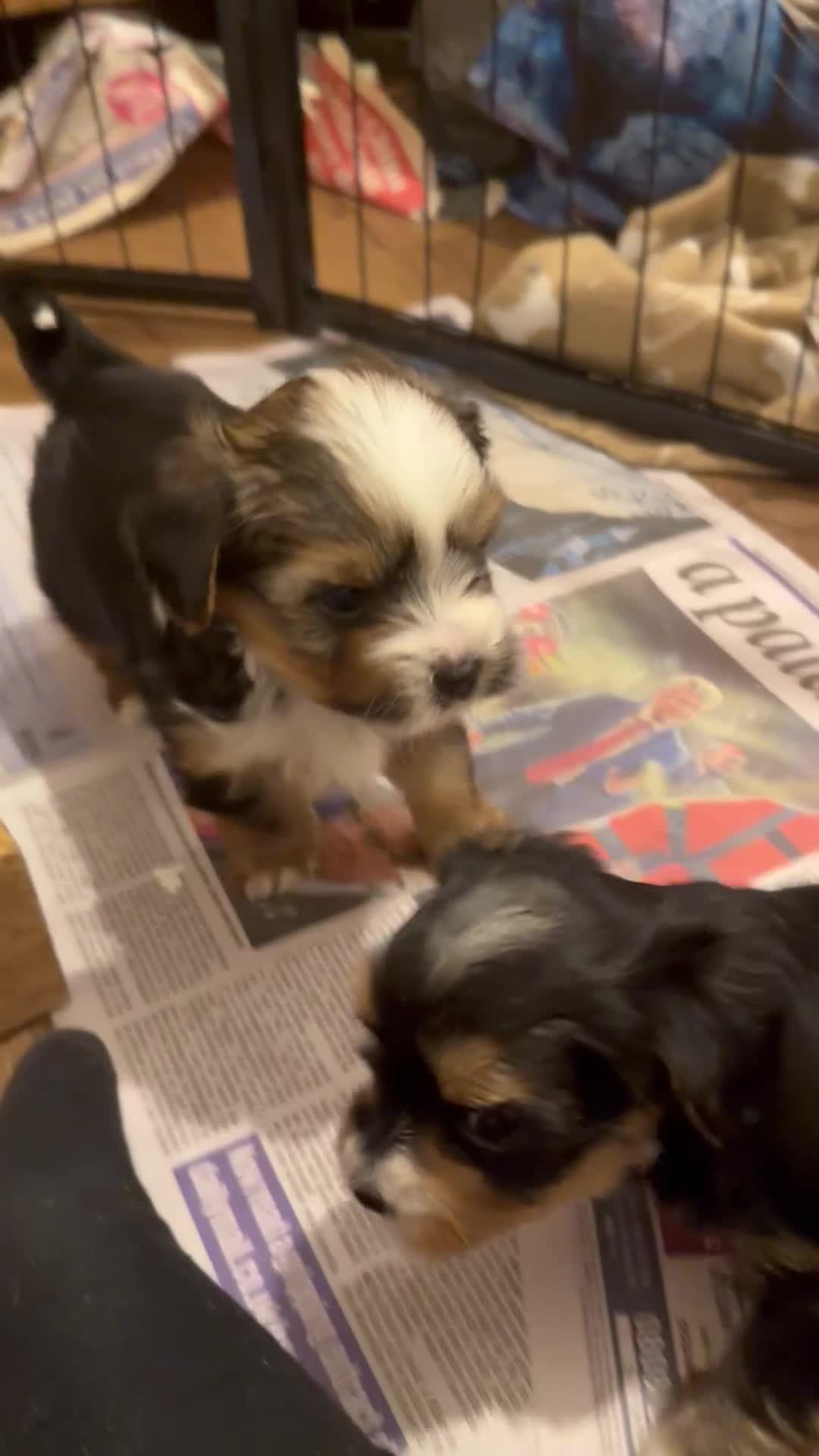 Mixed Breed dogs for sale: biewer x yorki puppies - Video 4