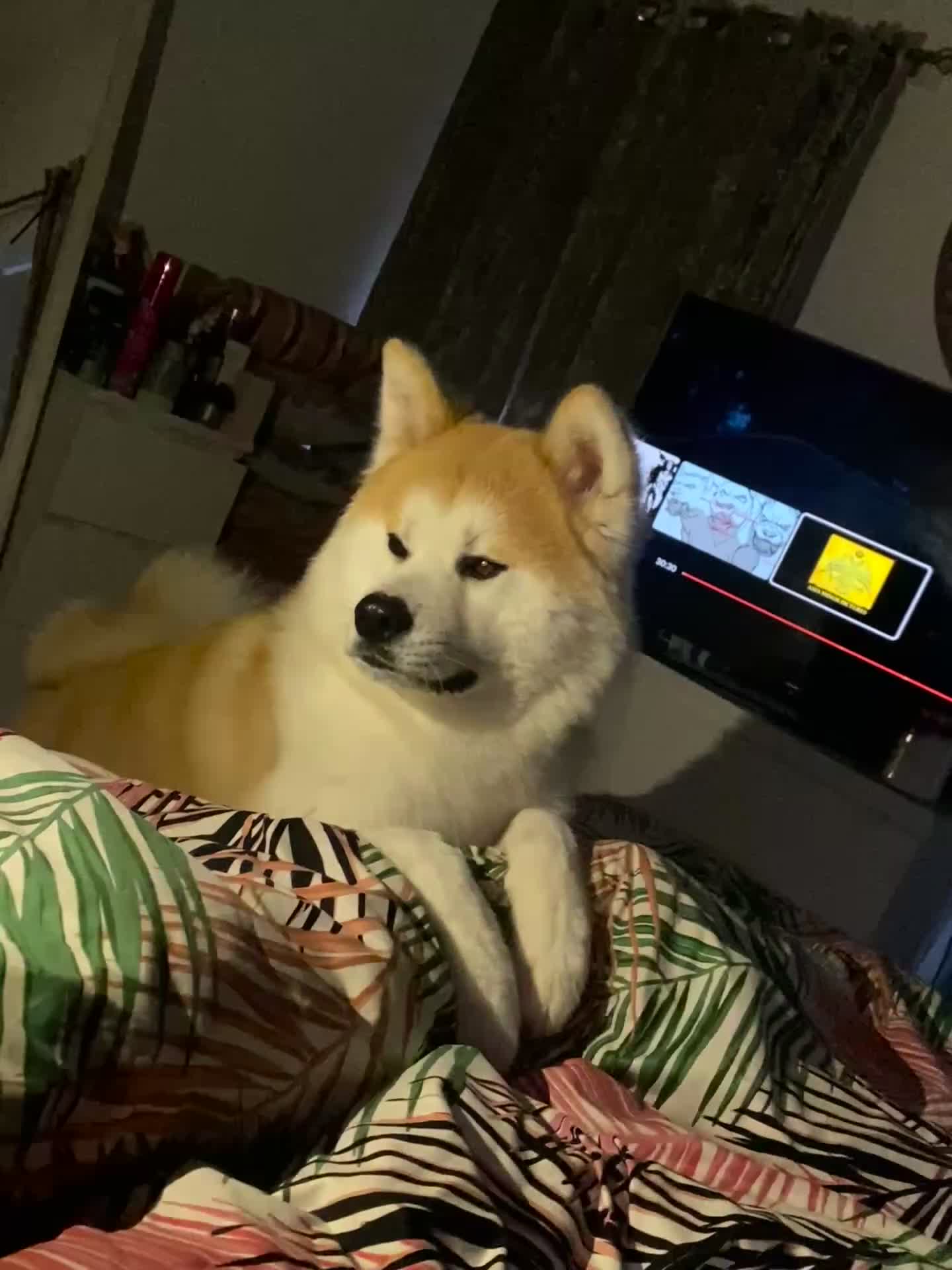 Akita dogs for stud: Akita inu  in Barry - Video 1