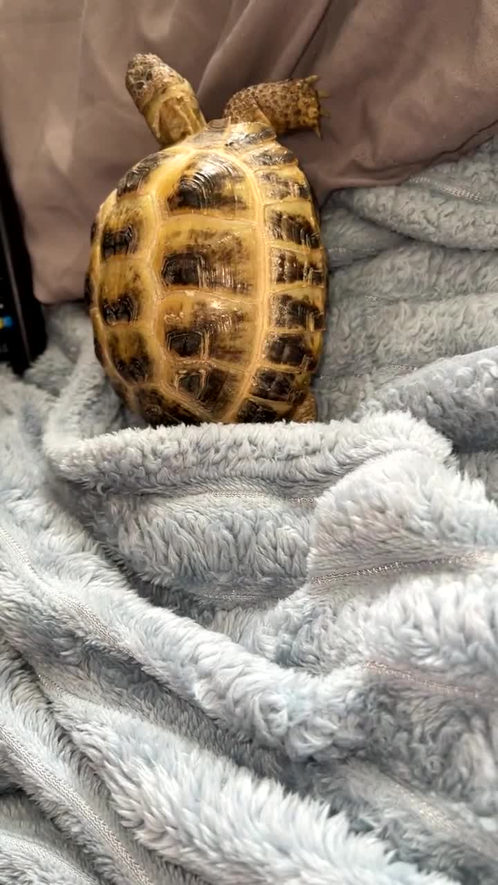 Tortoise reptiles for sale: 2 horsfield tortoises for sale  - Video 2