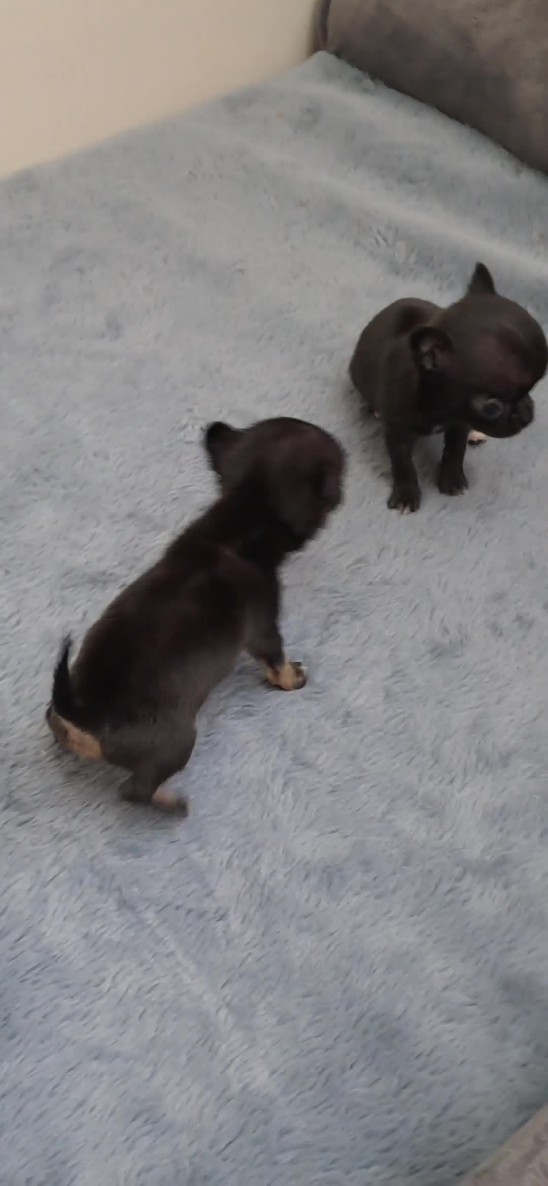 Chihuahua dogs for sale: SMALLEST on the market KC reg chihuahua girls - Video 1