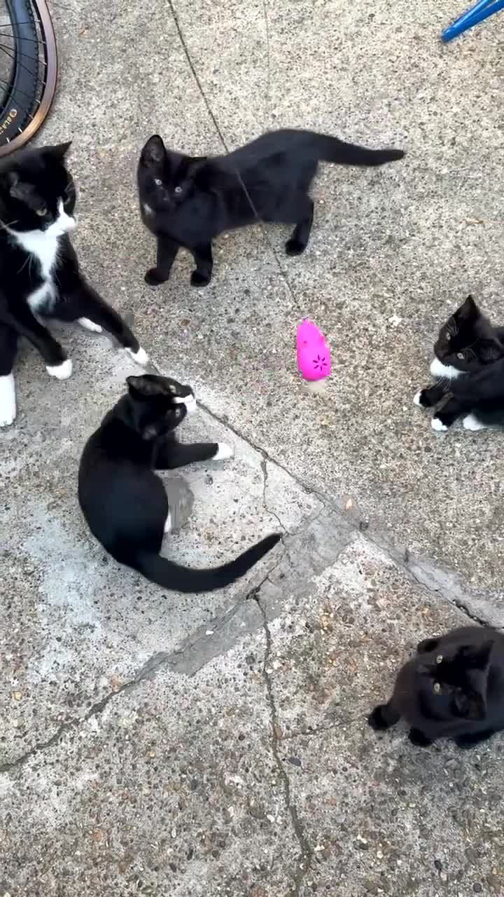 Mixed Breed cats for sale: black and white kittens - Video 2