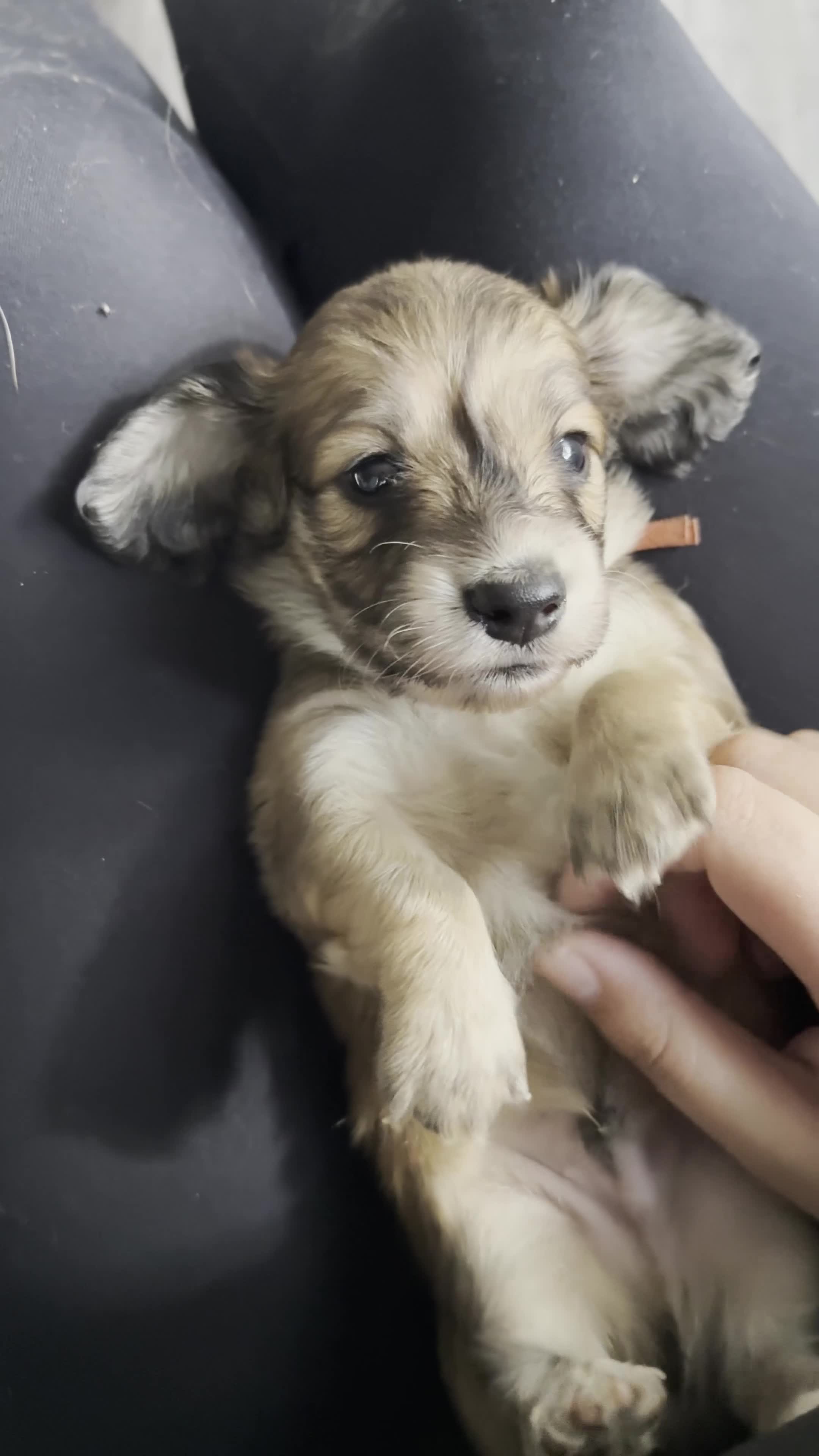 Miniature Dachshund dogs for sale: KC Registered Cream Miniature Dachshund Puppies🐶 - Video 3
