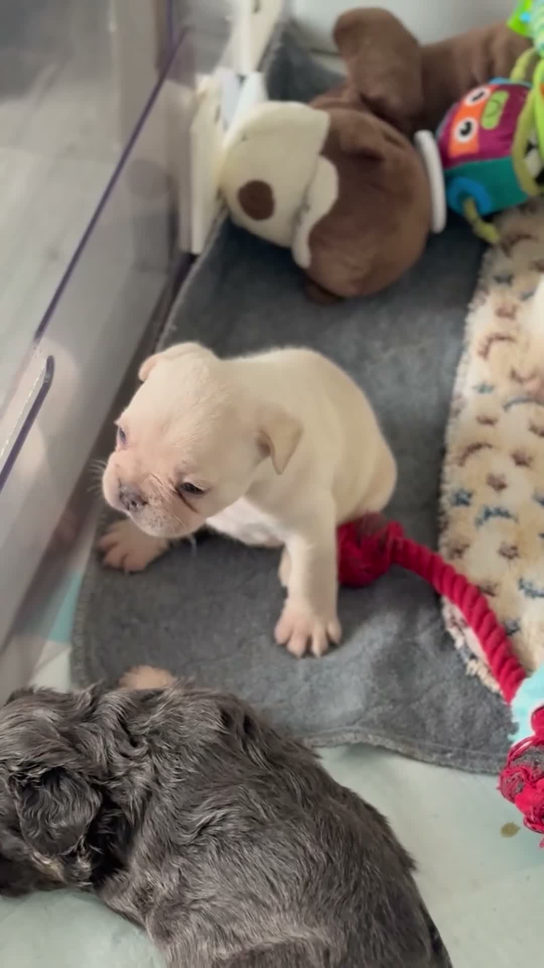 French Bulldog dogs for sale: Beautiful French Bulldog Puppies in Bath - Video 1
