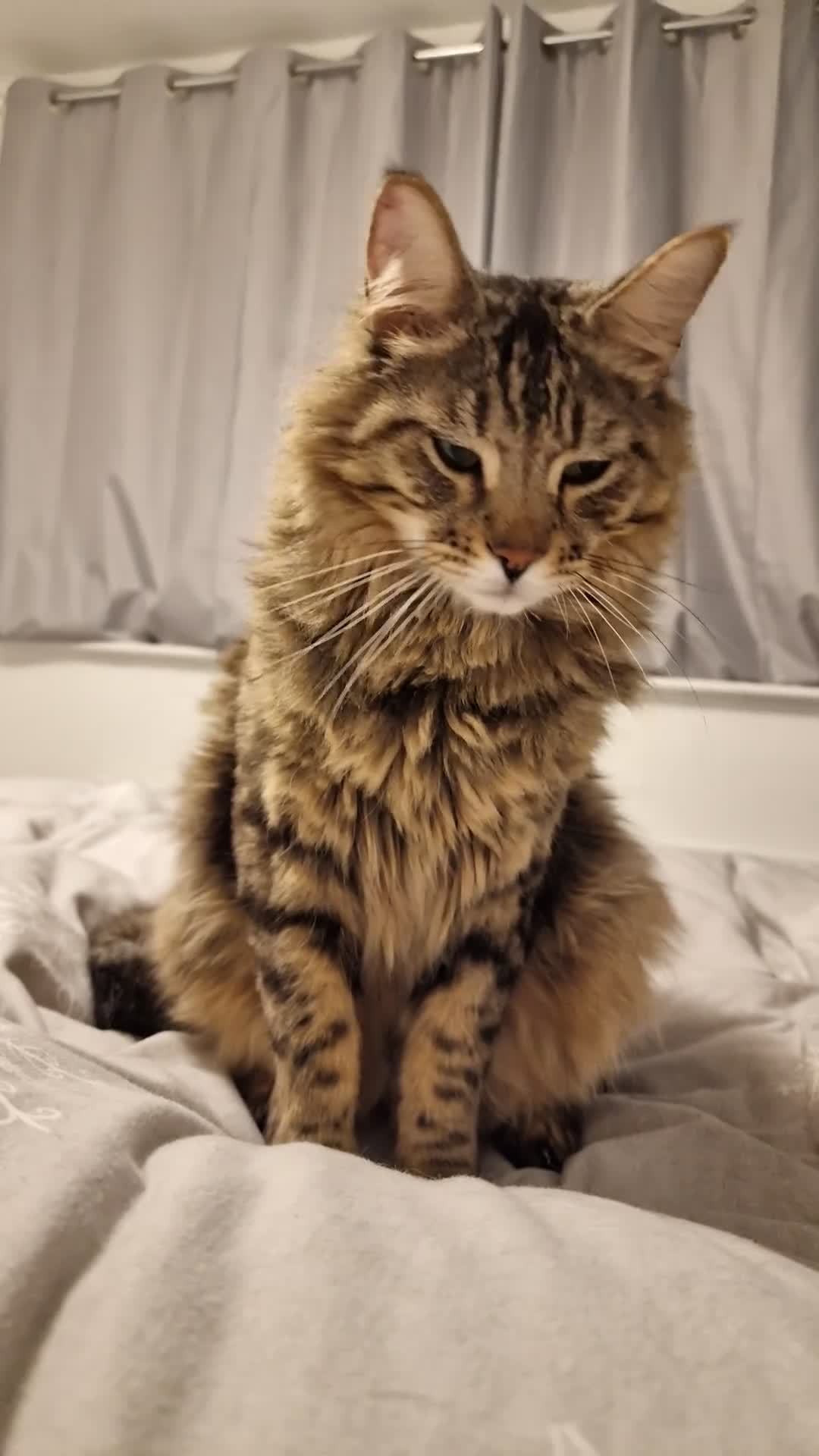 Mixed Breed cats for sale: Looking for a Home of Handsome BengalxMaine Coon in Hinckley - Video 2