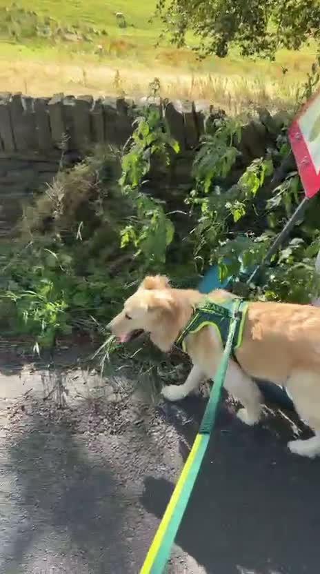 Labrador Retriever dogs for adoption: Bubi! in Macclesfield - Video 3