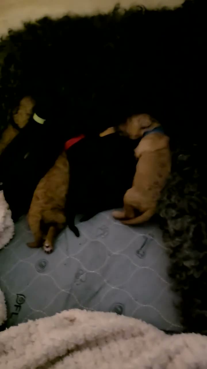 Mini Goldendoodle dogs for sale: Beautiful mini goldendoodles for sale. - Video 1
