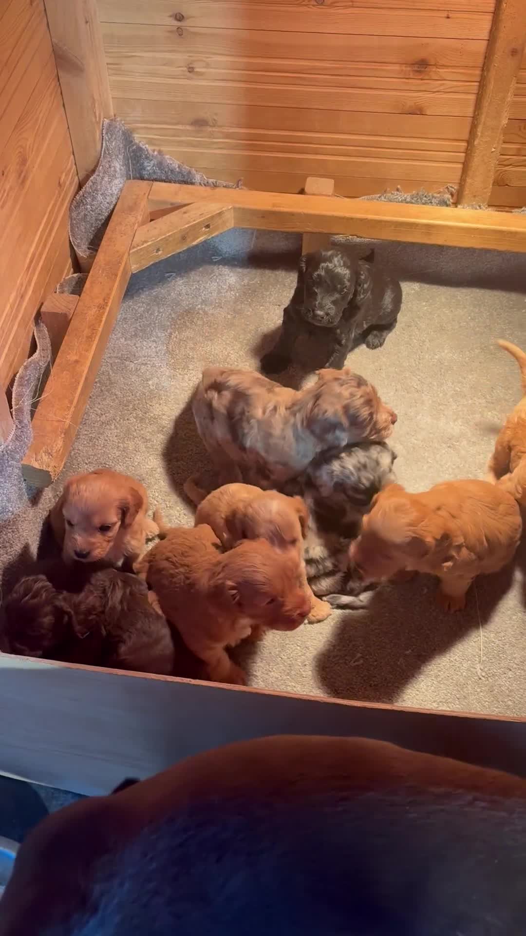 Cockapoo dogs for sale: Beautiful health tested cockapoo puppies - Video 2