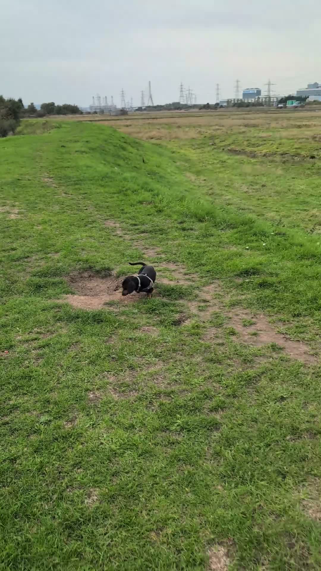 Miniature Dachshund dogs for stud: Beautiful KC registered Mini Dachshund.  in Deeside - Video 2