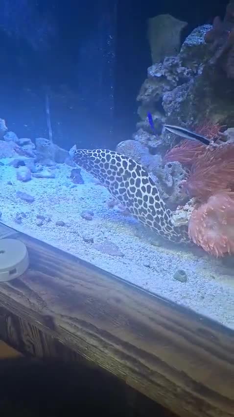Other/Mixed Breed fish for sale: Tessellated Moray Eel - Video 1