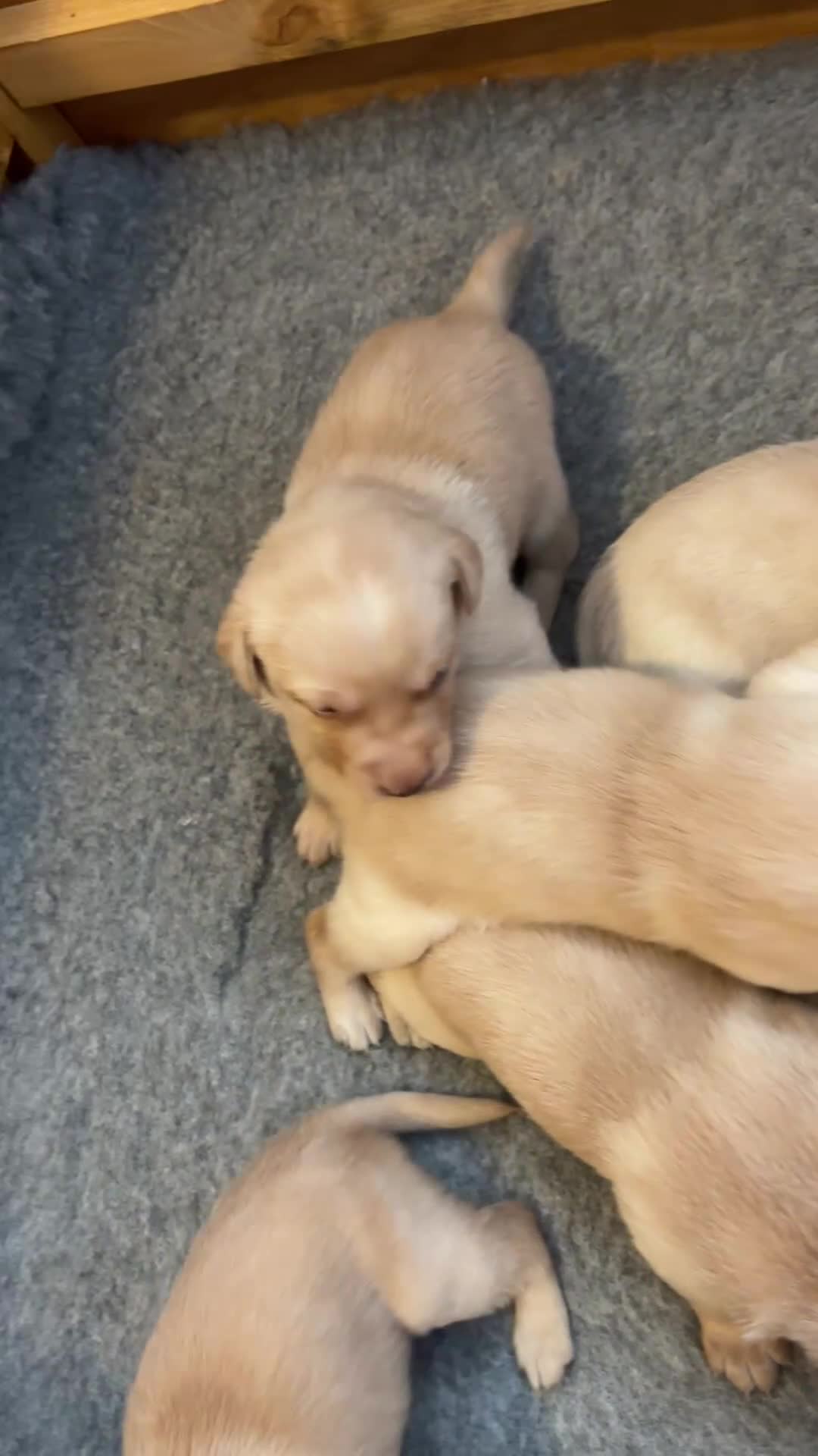 Labrador Retriever dogs for sale: Labrador retriever yellow puppies  - Video 1