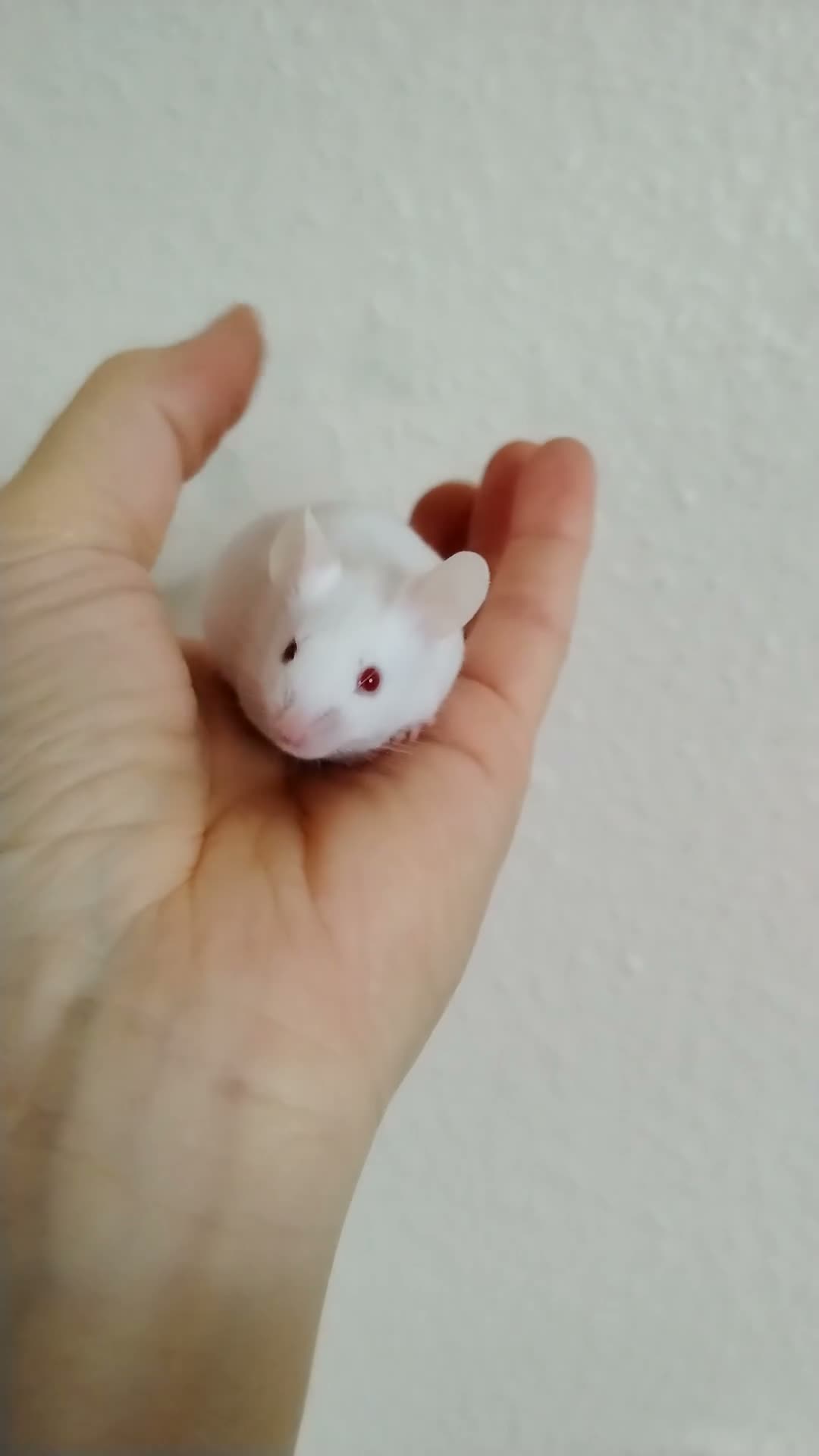 Mouse rodents for sale: Handsome baby boy mice  - Video 1