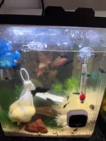 Mollies fish for sale: Baby mollies - Video 1