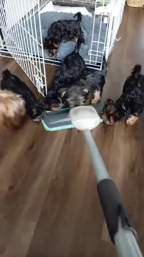Chorkie dogs for sale: 5 beautiful Chorkie pups ready to go now 4g 1 boy - Video 1