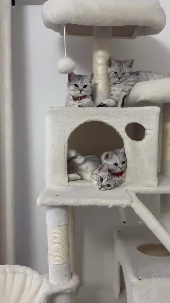 British Shorthair cats for sale: Female British Shorthair (For Sale!) - Video 1