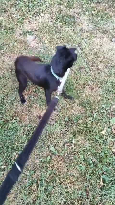 Mixed Breed dogs for adoption: Little Lad Vernon - Available for adoption - Video 4