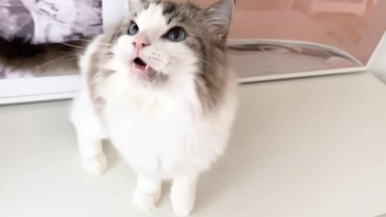 Ragdoll cats for sale: INDOOR GCCF REG 4 YEARS OLD RAGDOLL MALE CAT - Video 4