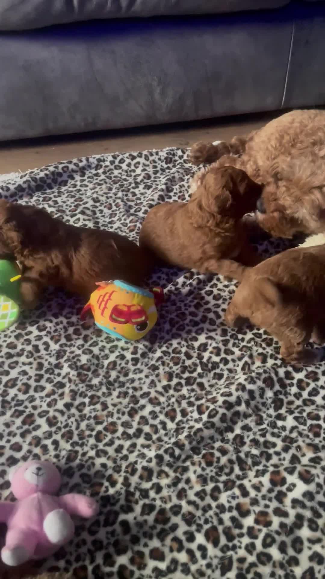 Cavapoo dogs for sale: BEAUTIFUL TOY CAVAPOO PUPPIES DNA TESTED PARENTS - Video 2