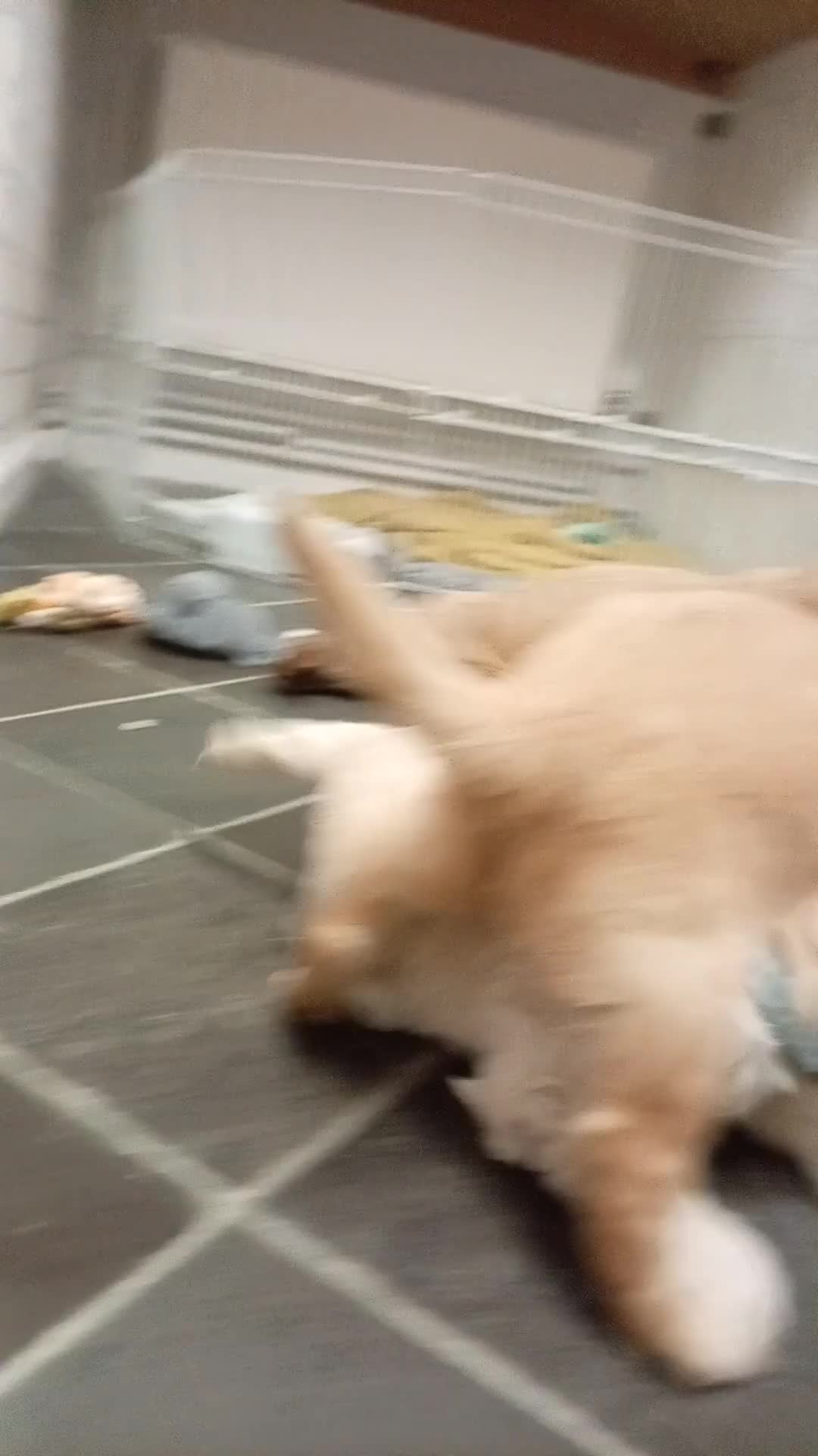 Cockapoo dogs for sale: 8 Beautiful Cockapoos puppies - Video 4