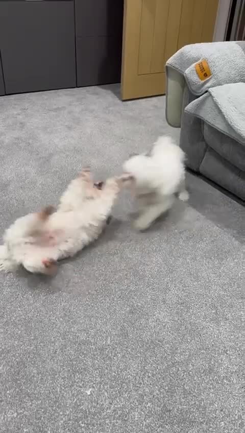 Maltese dogs for adoption: Meet Milo – a Lovely little Boy for a  Loving Home - Video 2