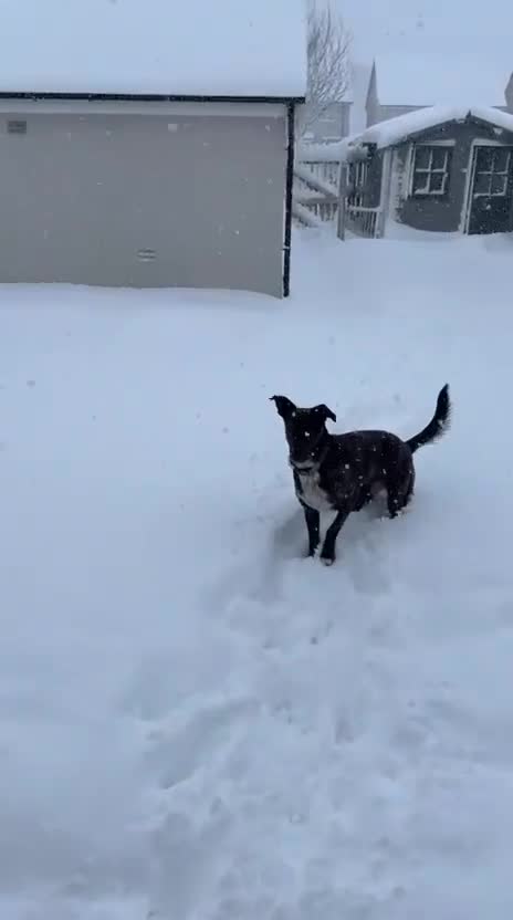 Mixed Breed dogs for adoption: Ember is a 4.5 year old Belgian mali x GSD - Video 3