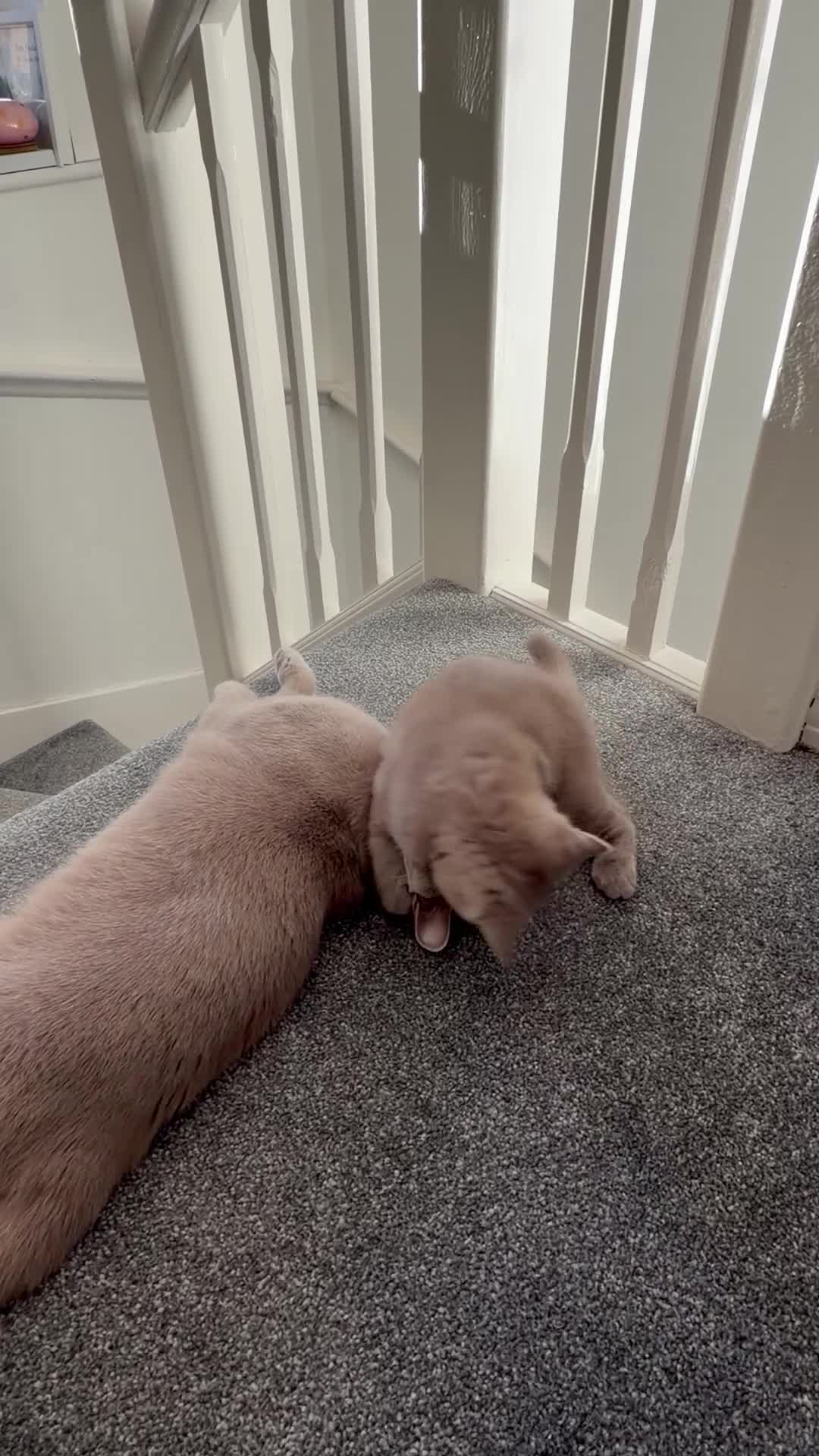 British Shorthair cats for sale: Lilac British shorthair  - Video 1