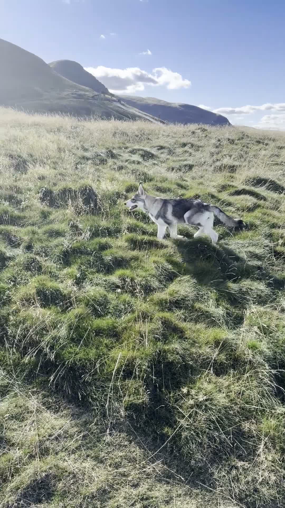 Shepsky dogs for sale: Rehoming a Little Lady - Video 5