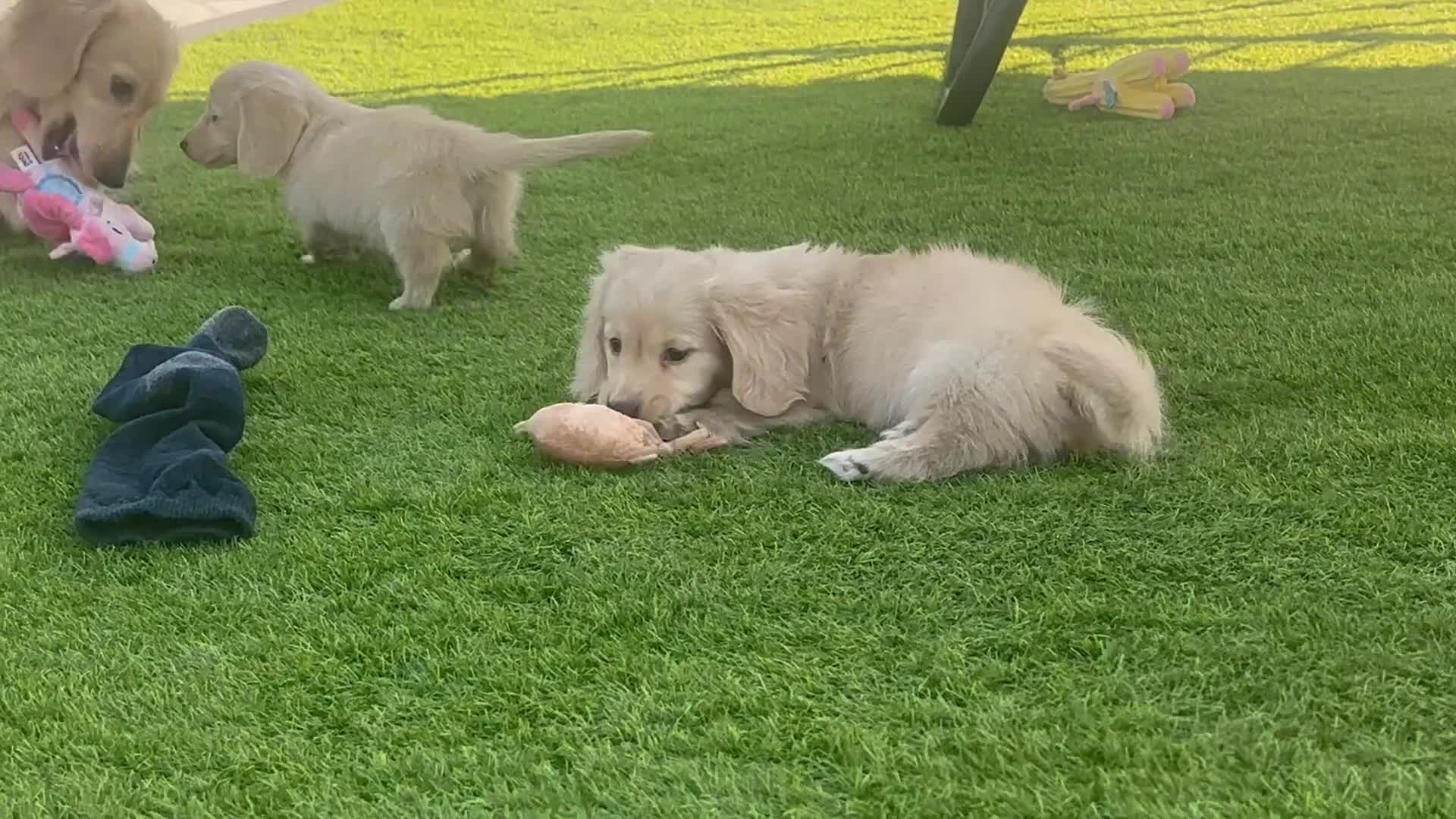 Miniature Dachshund dogs for sale: 👑 CREAM MINI DACHSHUNDS 👑 KC ✨ HEALTH TESTED ✨ - Video 4