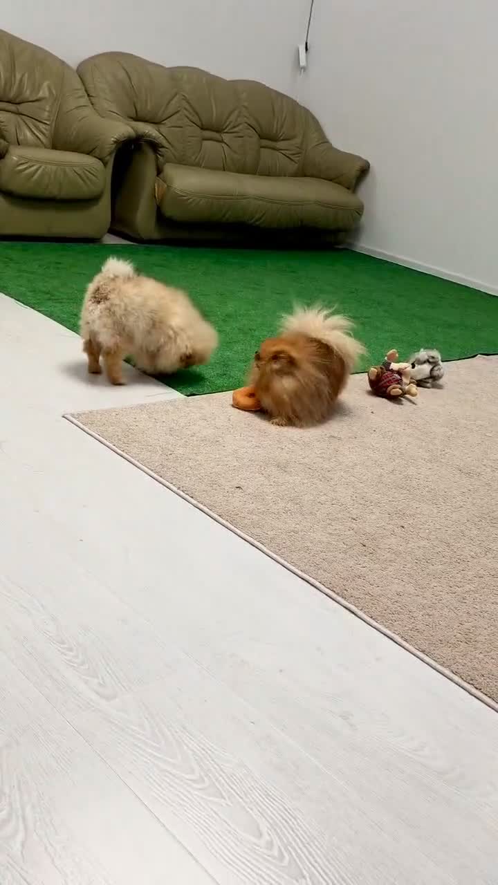 Pomeranian dogs for sale:  **  Russian blood lines sable Pom for sale 😍 - Video 2