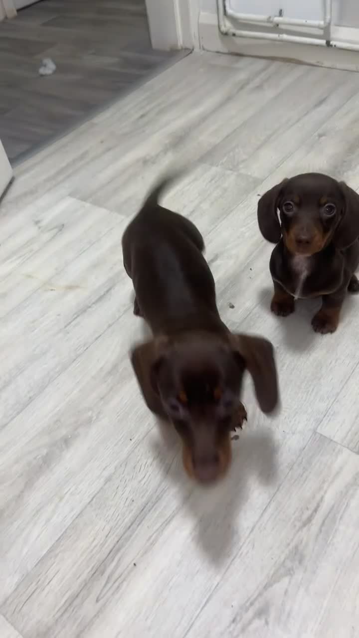 Dachshund dogs for sale: REDUCED chocolate and tan girl available NOW  - Video 1