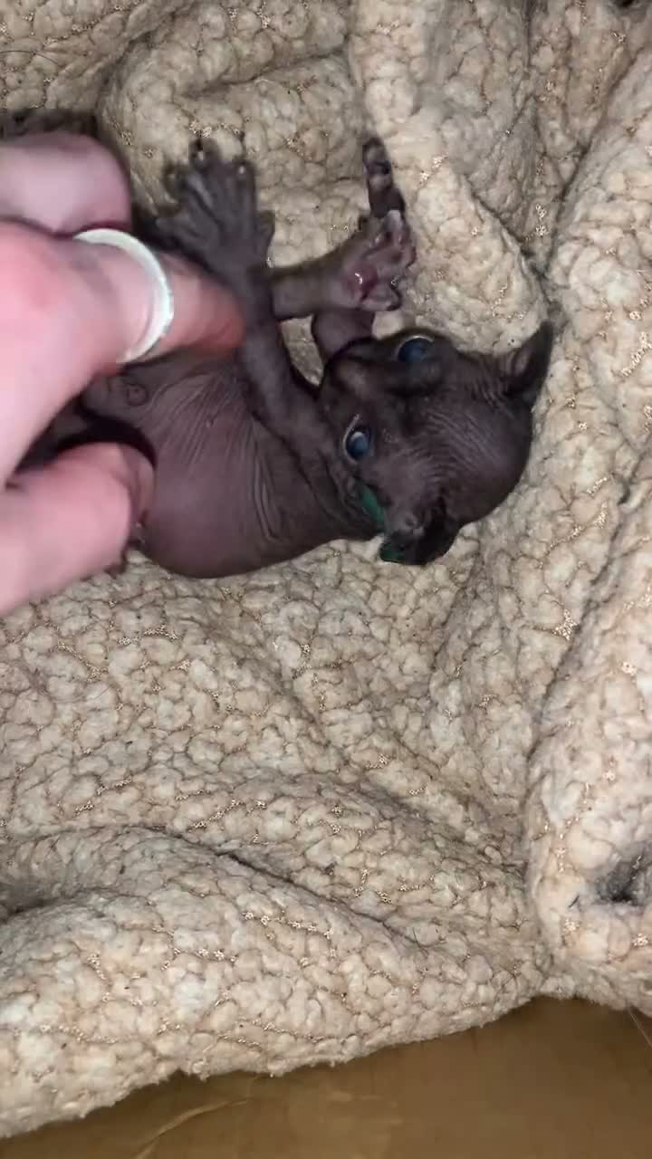 Sphynx cats for sale: Beautiful sphynx kittens  in Blackburn - Video 1