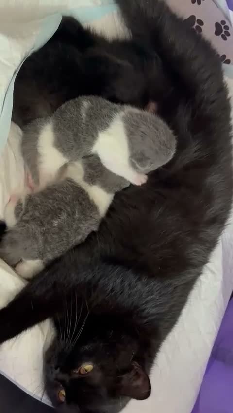 British Shorthair cats for sale:  GCCF Pedigree — Champion Bloodline Babies - Video 2