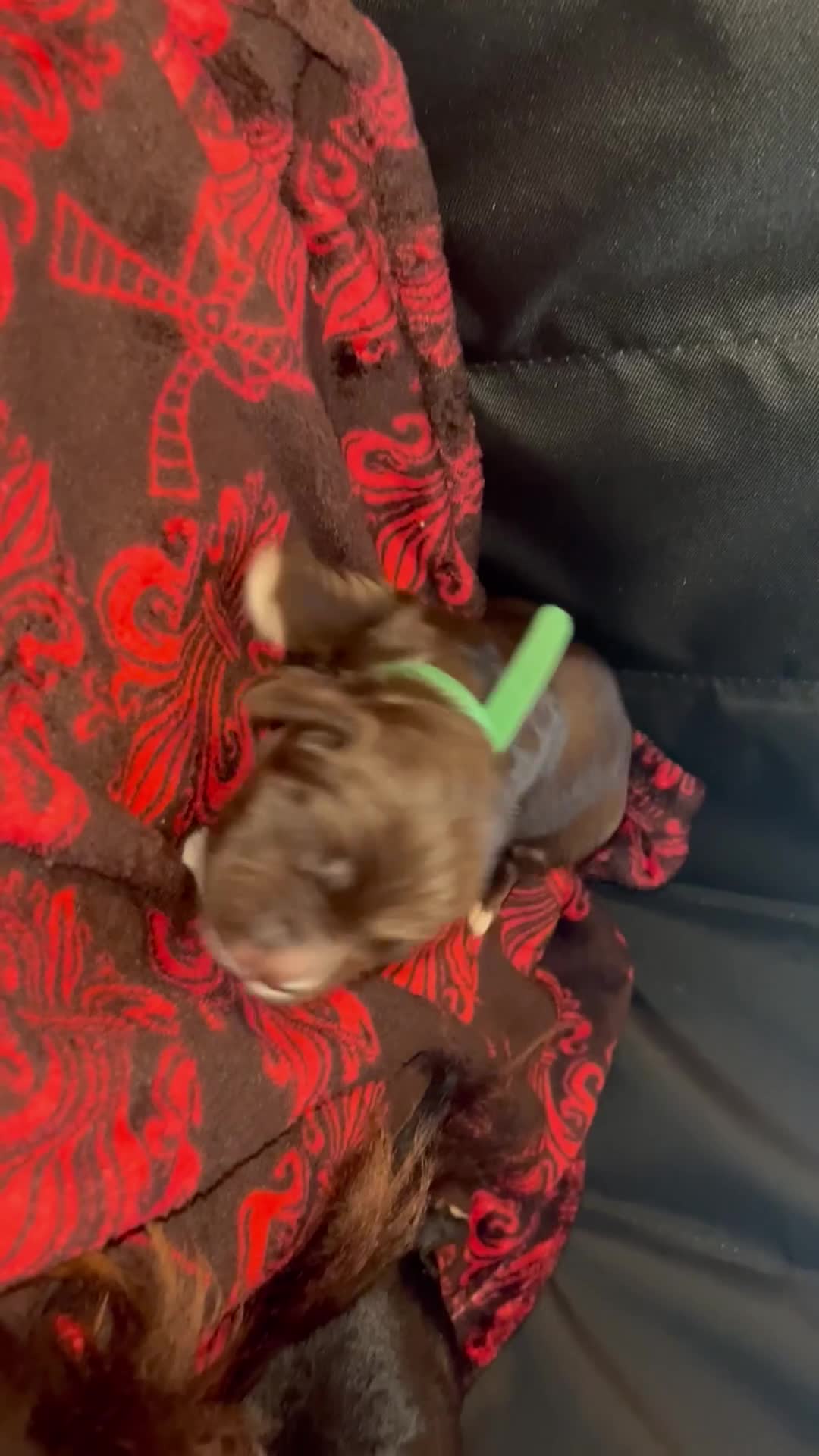 Cocker Spaniel dogs for sale: Cocker spaniels 🐶  - Video 1