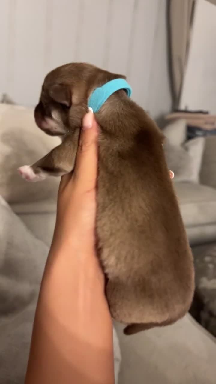 Siberian Husky dogs for sale: Pedigree Siberian Husky Puppies - Video 2
