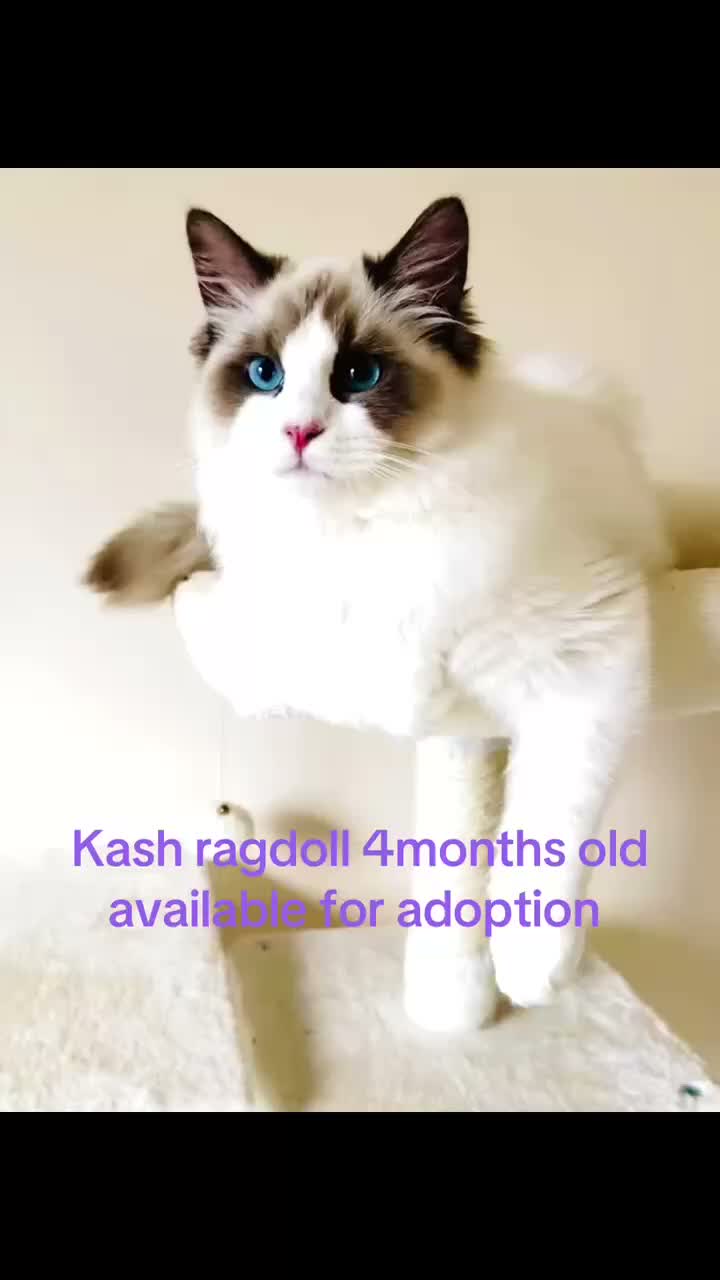 Ragdoll cats for sale: Gorgeous seal bi colour GCCF registered 💙 - Video 1
