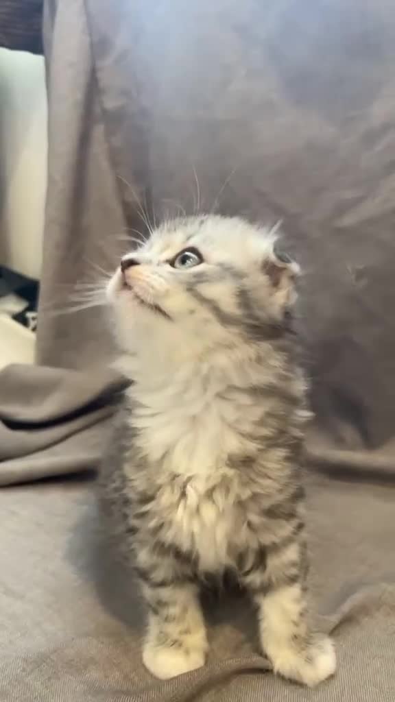 Mixed Breed cats for sale: Scottish fold / straight kittens  - Video 5