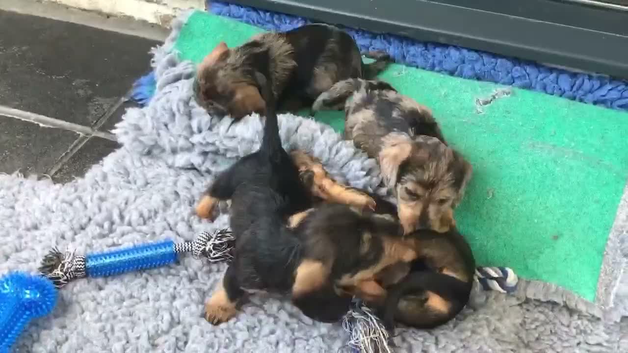 Dachshund dogs for stud: Wirehair dachshund  - Video 1
