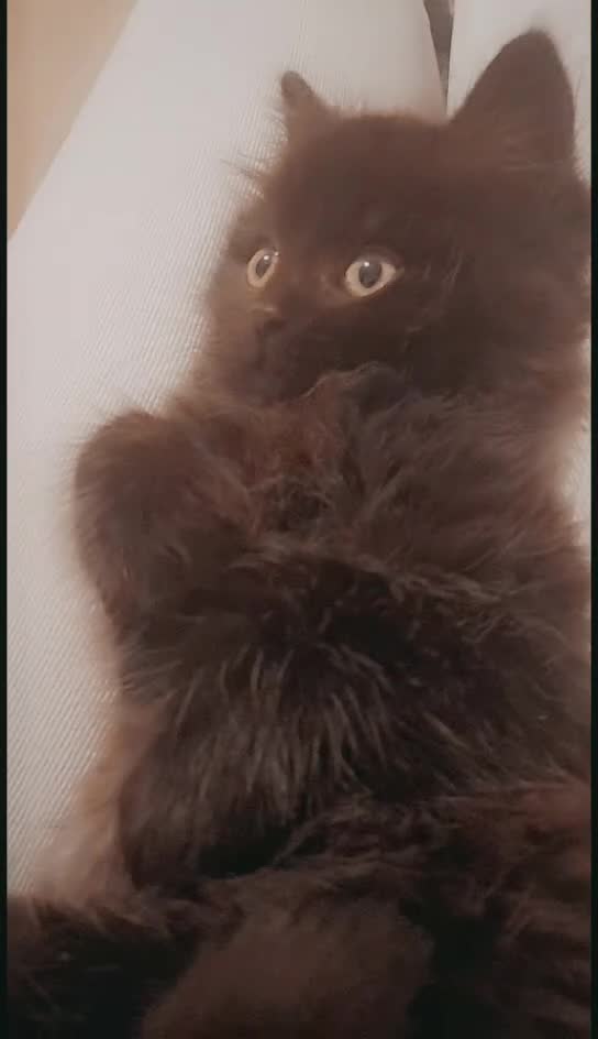 British Longhair cats for sale: British longhair male kitten - Video 1