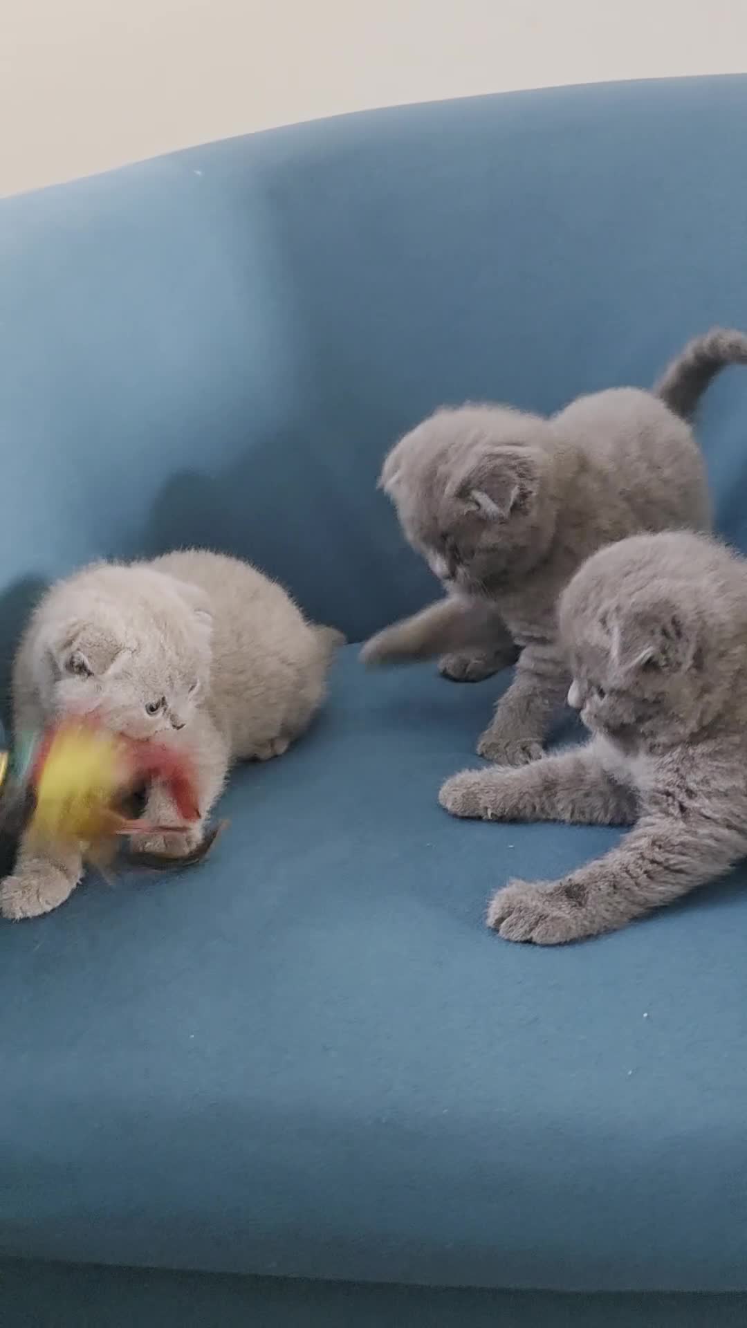 Scottish Fold cats for sale: 3 lovely Scotish Fold kittens  - Video 3
